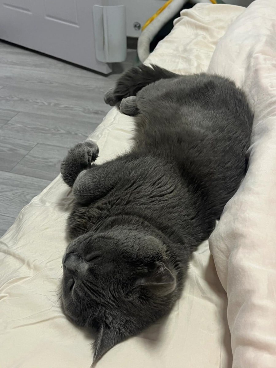 kyleandrewj's tweet image. Will you love my cat?😻🫶