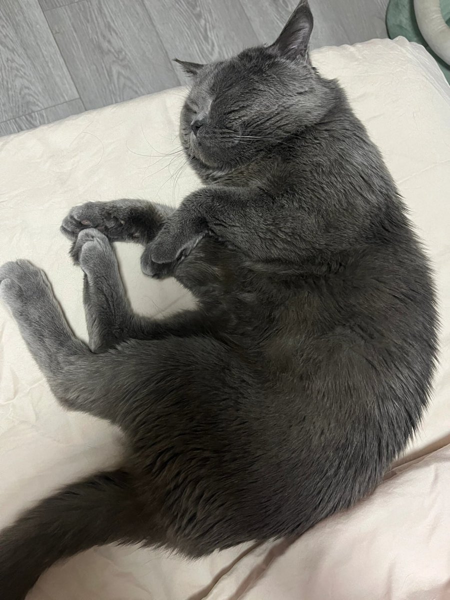 kyleandrewj's tweet image. Will you love my cat?😻🫶