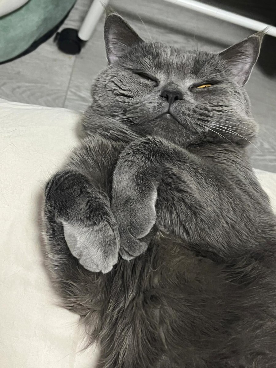 kyleandrewj's tweet image. Will you love my cat?😻🫶