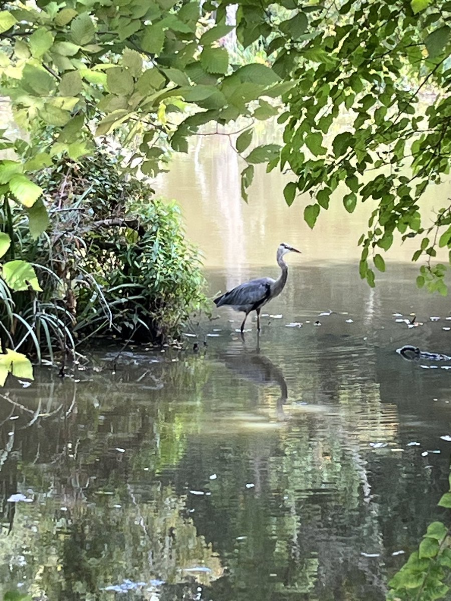 BostonSailors's tweet photo. @DMiller52325459 Hall’s Pond, Brookline, MA https://t.co/bAJx3zc8JY