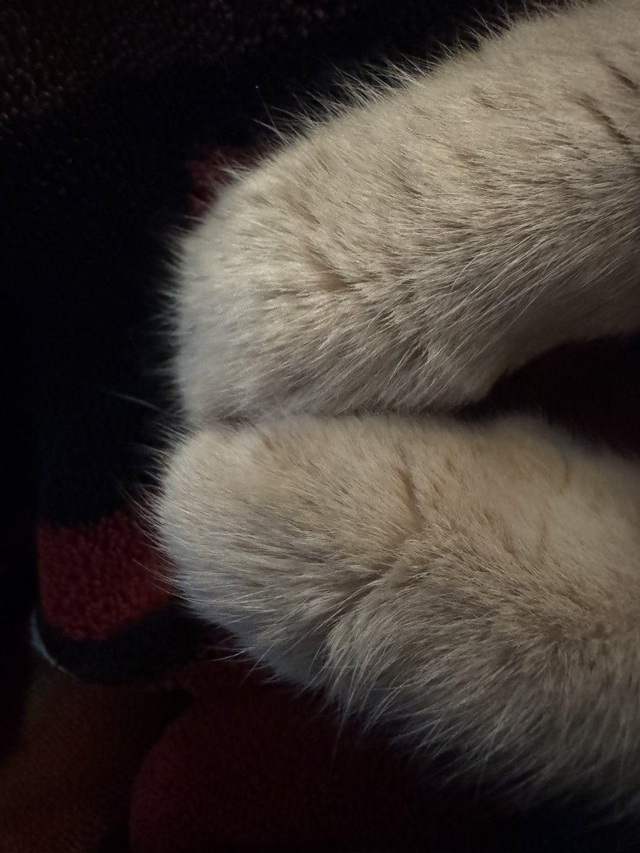 pervitinpaws's tweet photo. https://t.co/LXrh8urtPc