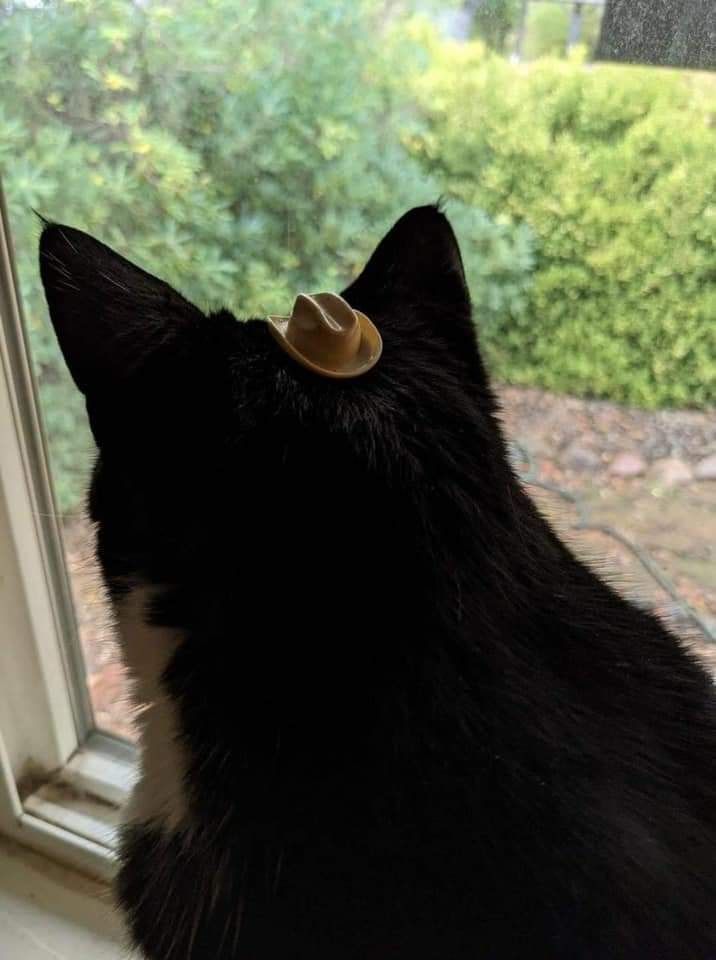 ShouldHaveCat's tweet photo. https://t.co/uqTNtlHMjk