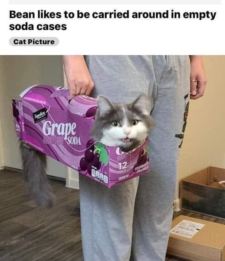 Posts Of Cats (@postsofcats) on Twitter photo 