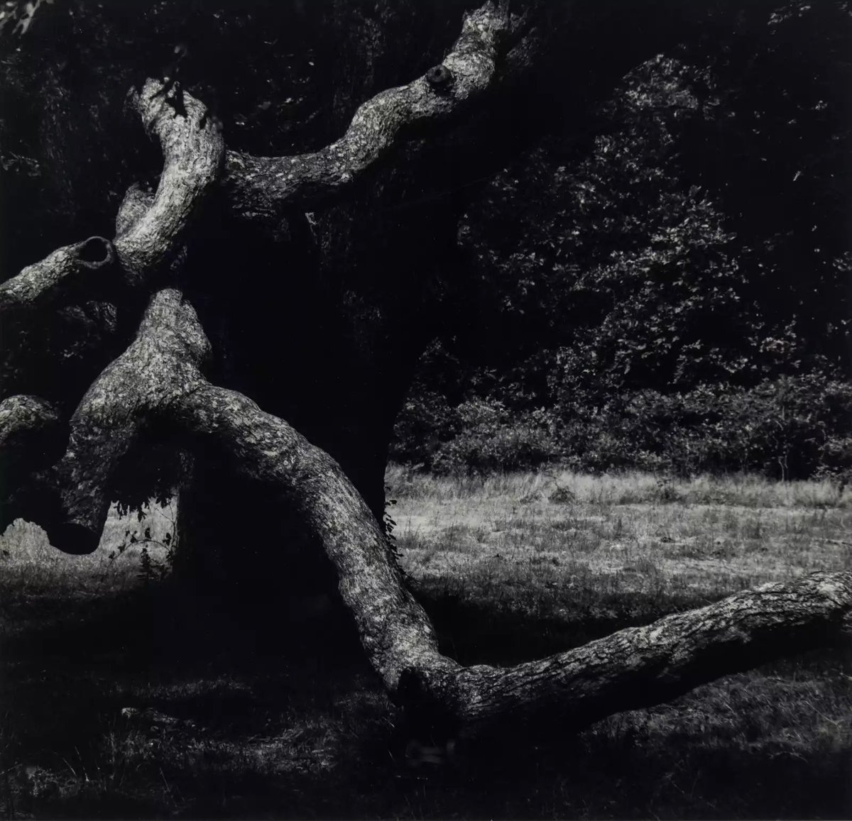 📷"The Tree #35" 1973 by Aaron Siskind (1903-1991). Gelatin silver print.