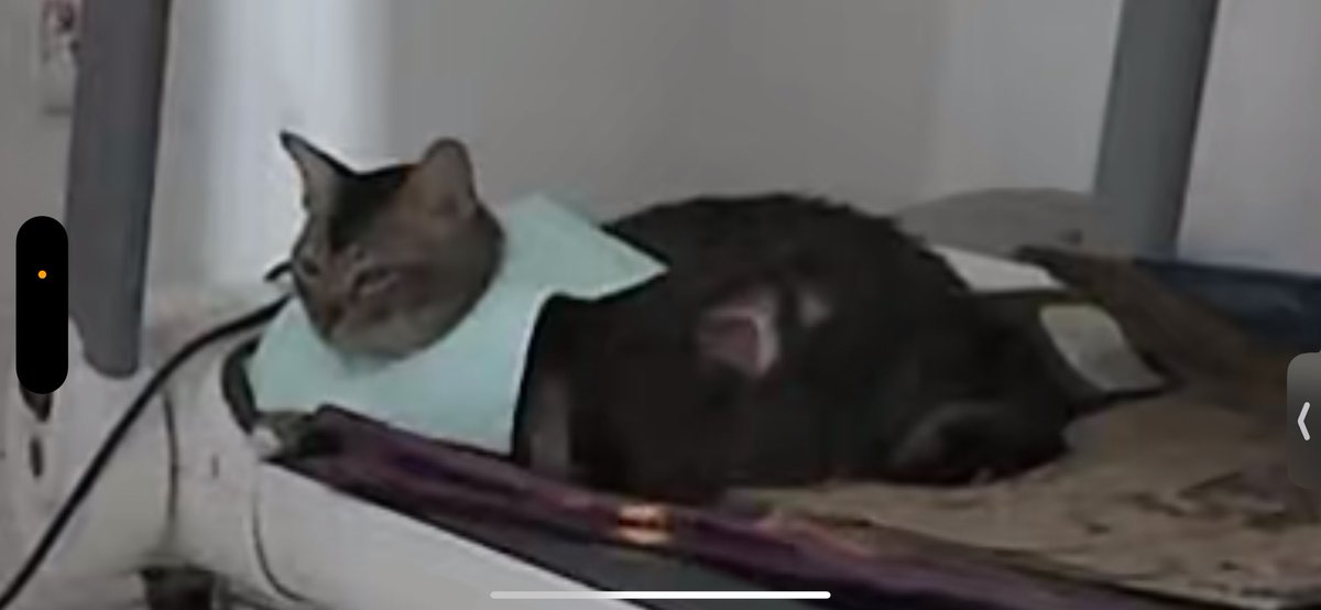 procrprol's tweet photo. Sick cat :( https://t.co/5ODu0SNb8j