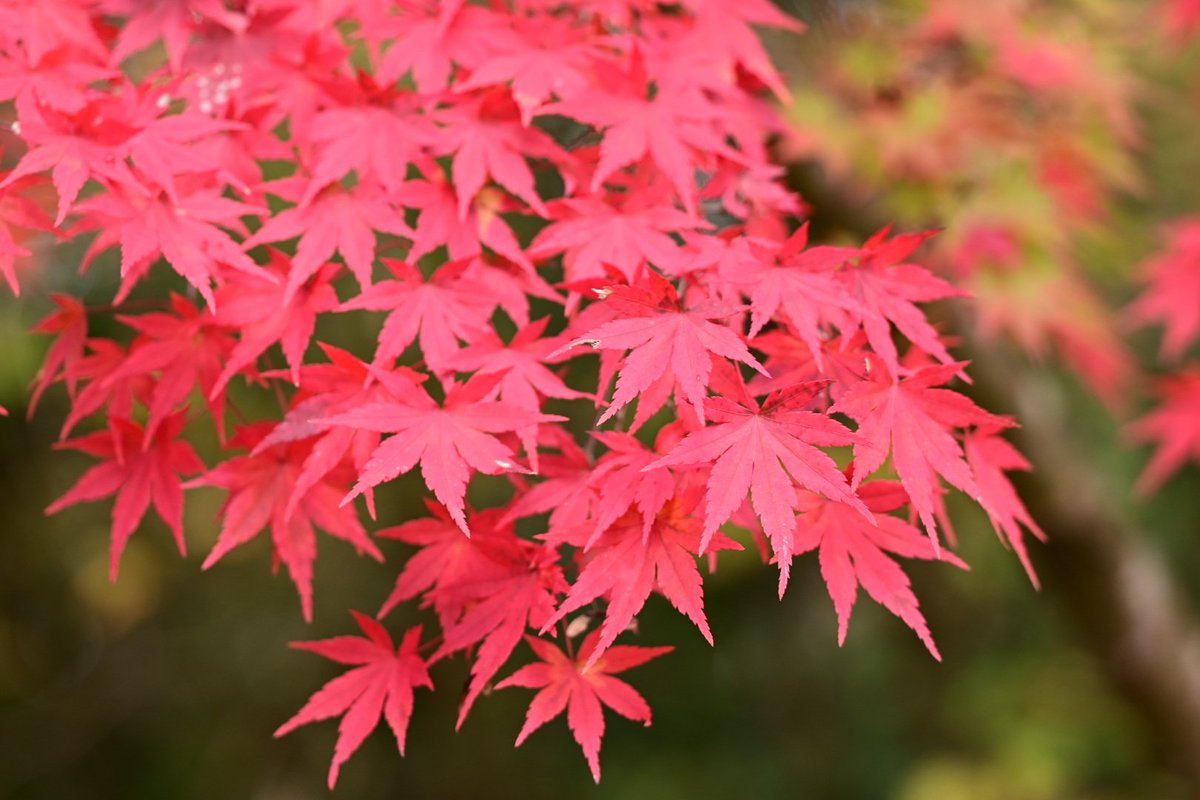 caramelnonchan's tweet photo. Zfc＋タムキューさんで
切り取る紅葉🍁
2024.11.19
#Nonの秋旅
#みよし公園 https://t.co/gOxJeVf9uR