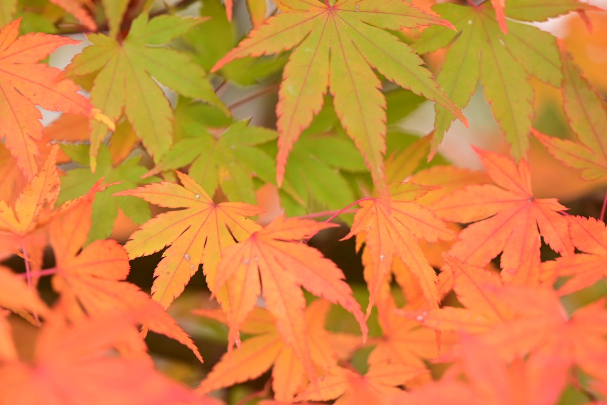 caramelnonchan's tweet photo. Zfc＋タムキューさんで
切り取る紅葉🍁
2024.11.19
#Nonの秋旅
#みよし公園 https://t.co/gOxJeVf9uR