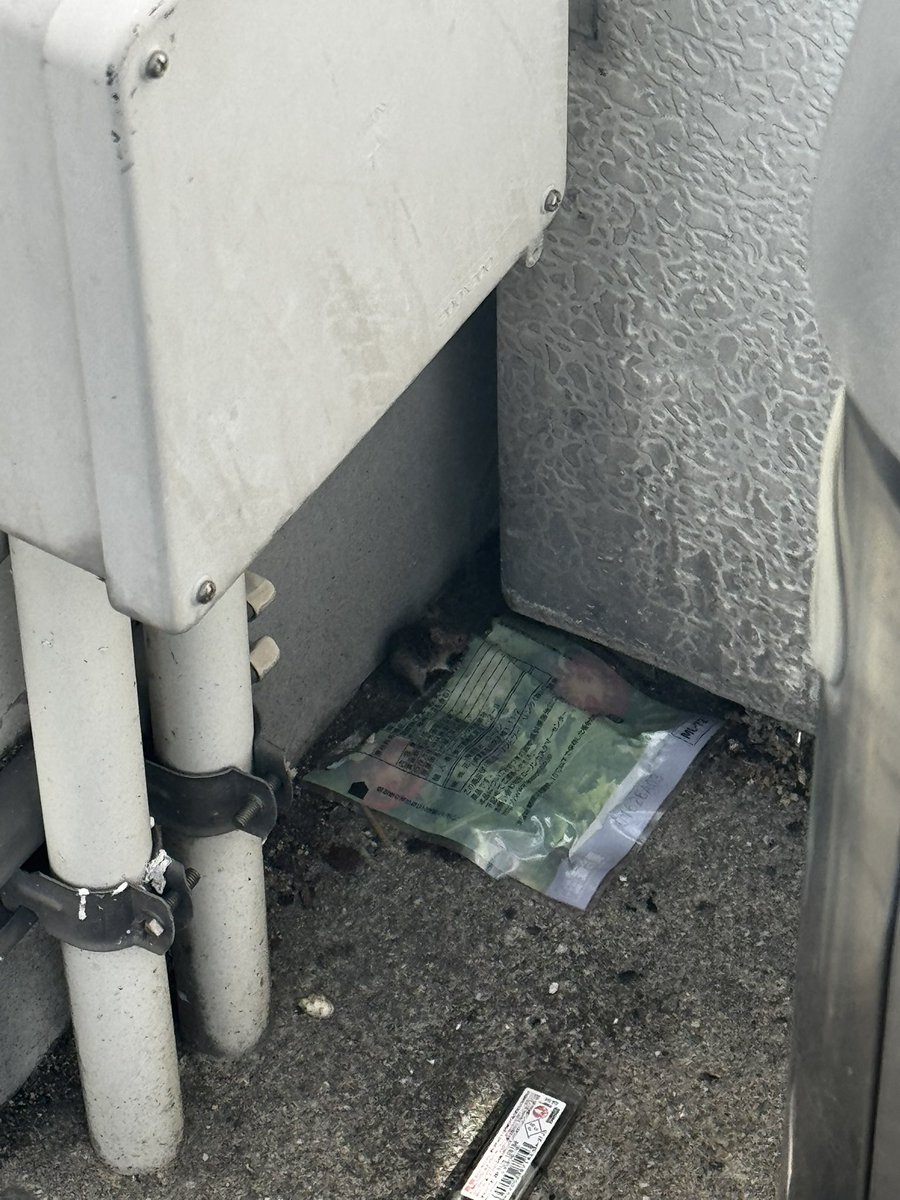 喫煙所の端に落ちてるサラダチキンの袋に群がる親子ネズミを見て、今日も明日も仕事頑張ろうと思いました