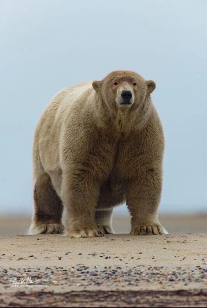 Domenico (@avatardomy) on Twitter photo Meet Fat Albert, he is the heaviest polar bear in Alaska. The average polar bear should weigh around 450kg (1000lbs), though Fat Albert weighs a whopping 679kg (1500lbs). Meet Fat Albert, he is the heaviest polar bear in Alaska. The average polar bear should weigh around 450kg (1000lbs), though Fat Albert weighs a whopping 679kg (1500lbs).
