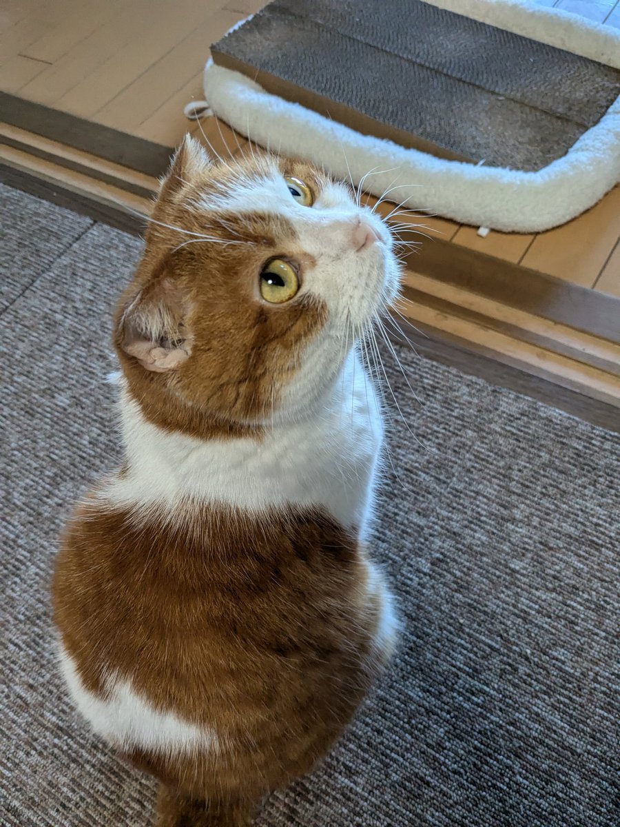 tomifukucat's tweet photo. さきほど安らかに旅立って行きました。ふくちゃんを愛でて頂いた皆様に感謝申し上げます。淋しいよ https://t.co/OQiu3XdPqK