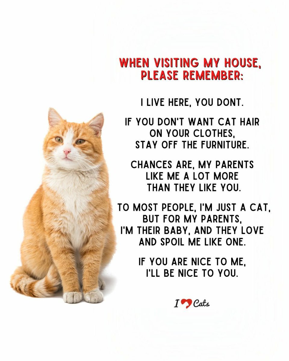 WeAssessCats's tweet photo. https://t.co/McbXd2MMxl
