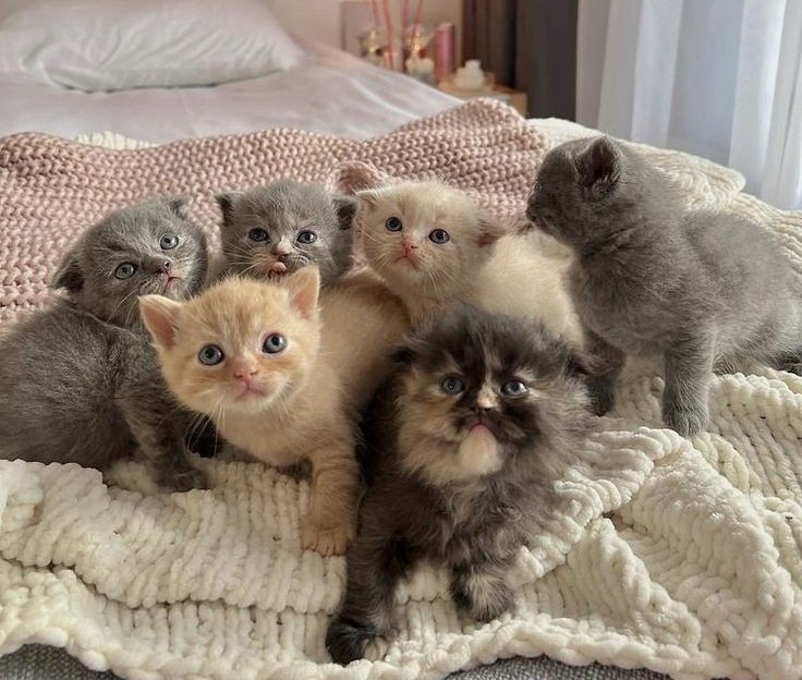 You're adopting a kitten!

And interactive thread