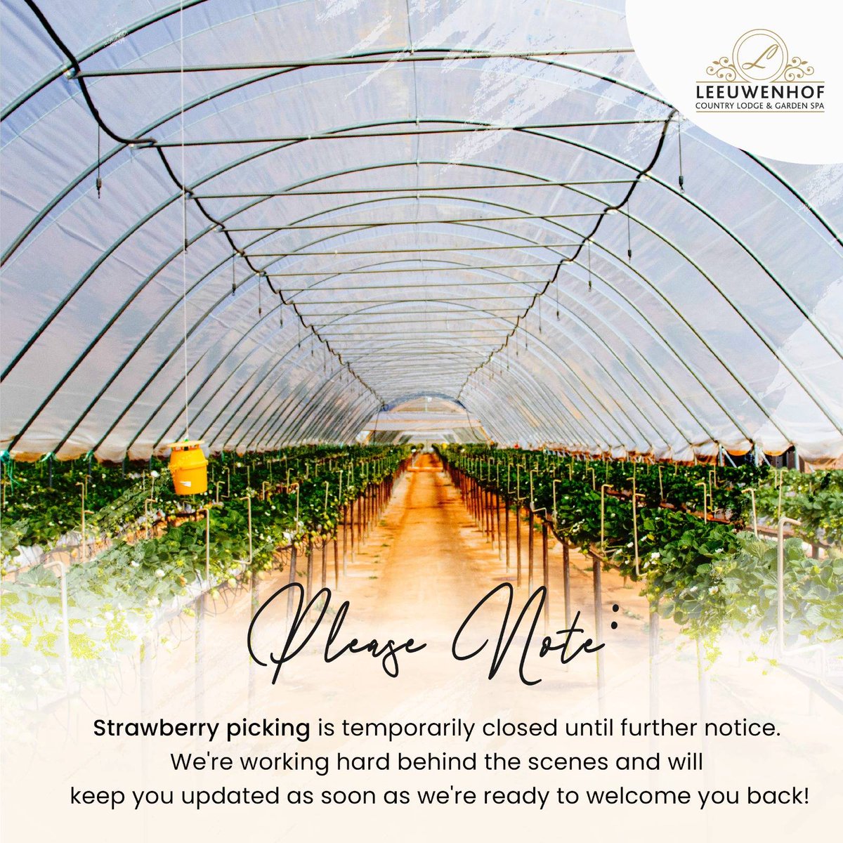 Our strawberry picking experience is temporarily on pause as we work behind the scenes to enhance it for you. 🌱 We appreciate your patience and look forward to welcoming you back soon for more joyful memories at Leeuwenhof Country Lodge &amp; Garden Spa. Stay tuned for updates!