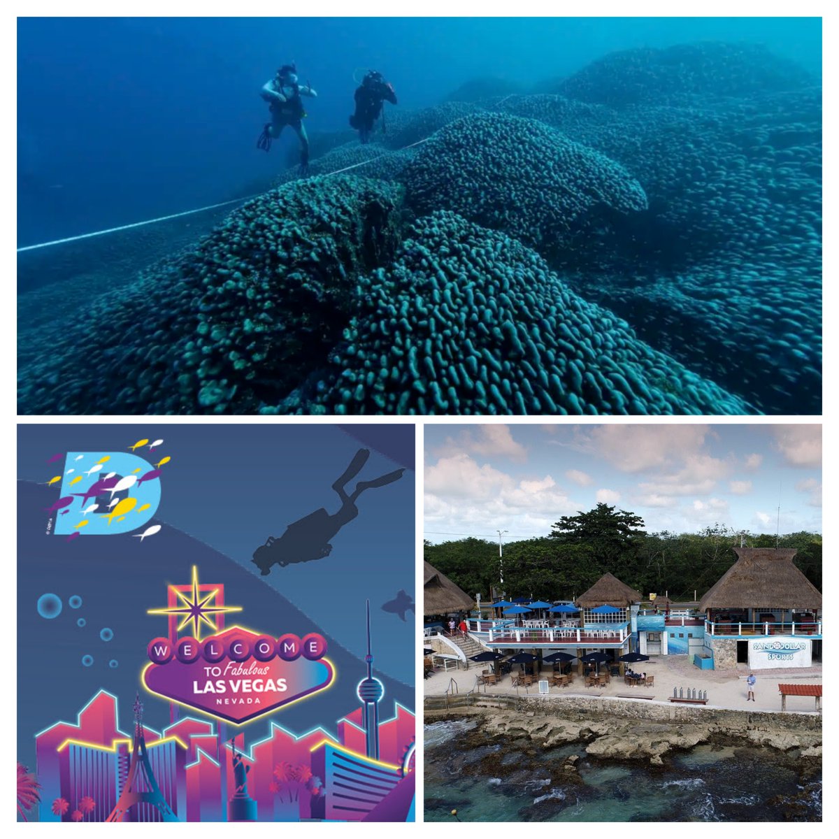 Scuba_Directory's tweet photo. 🌊December Newsletter is Here!🌊
📸 Color Correction for Videos &amp; Photos
🏝️ Spotlight on Sand Dollar Sports
🔎 New Gear Unveiled at DEMA Show 2024

📩 Subscribe today: https://t.co/E4XXJL0oub

#Cozumel #uwphotography #uwvideo #DEMAShow #DEMAShow2024 #DEMA #ScubaDivingMag #PADI https://t.co/48I0n9l6IU