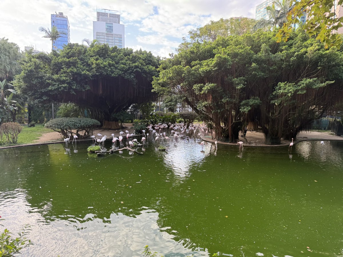 BDFE69175117's tweet photo. 公園に鳥の広場があってインコやフラミンゴが沢山いました！
エビワンタン麺や香港に来てまで鹿児島のお肉を使っている焼肉屋さんに…！焼きすきとかいろいろ美味しかったです(´∀｀*)
明日もご当地のものを食べようとは思っていますが果たして… https://t.co/M6B2Wm4Xg4