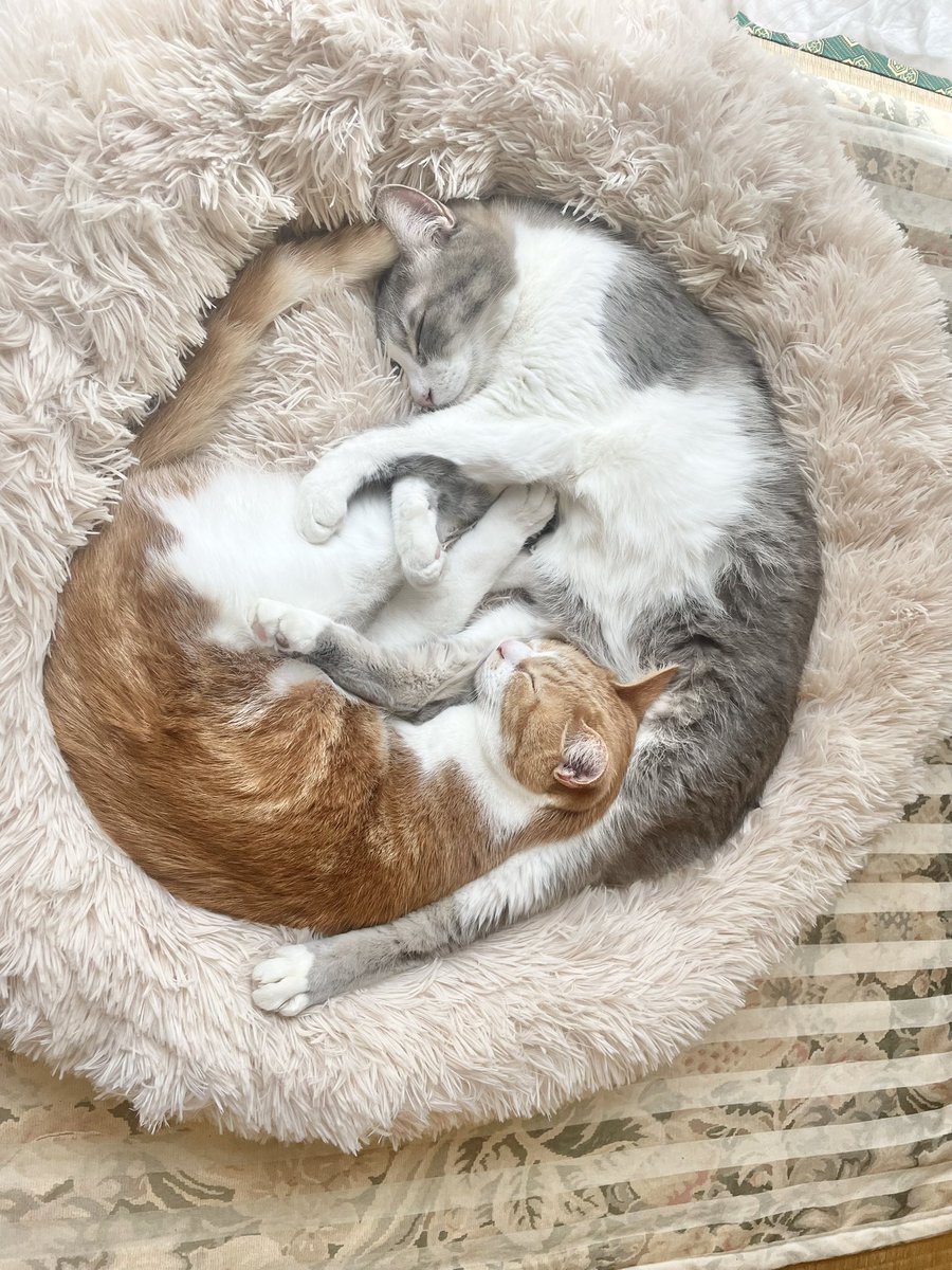 🐈‍⬛🐈 (@tabitouiro) / Posts / X
