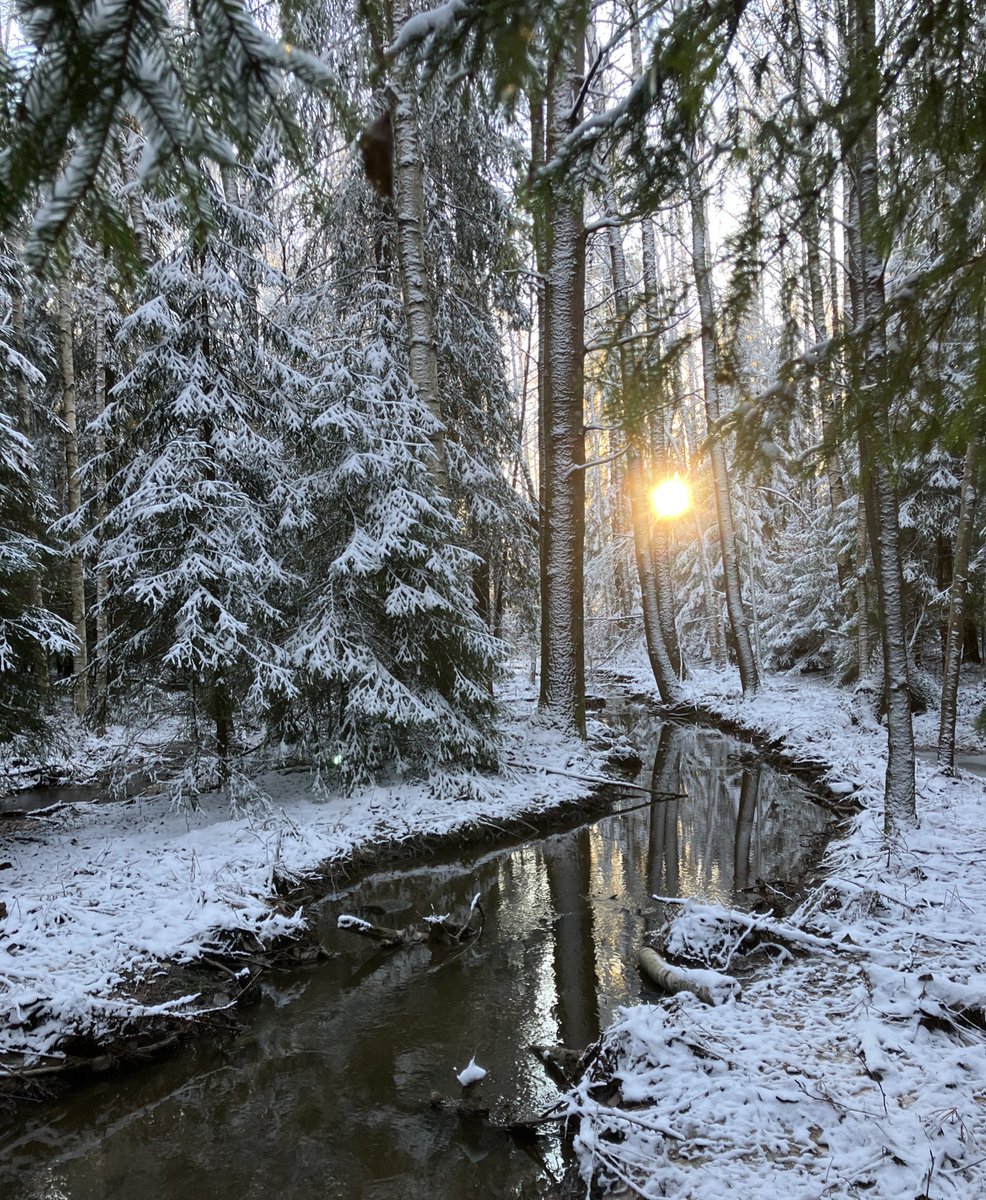 Latupeikko's tweet photo. Tänään oli tilaisuus saada valohoitoa satumetsässä😊 #Kylmäoja #Ilola #Vantaa https://t.co/gRF6EK60RT