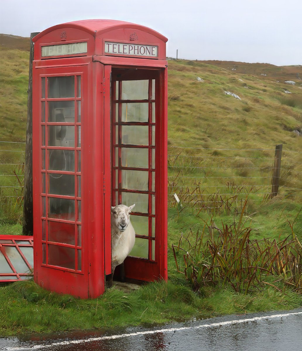 Goedemiddag. Vandaag kleurt de #Foto_Adventskalender rood en wel #DecemberRood Met dit schuilend schaap uit Schotland wens ik jullie een goede woensdag! 🐑❤️🐏 Fotochallenge van <a href="/josephiensierag/">J🍋sephien Sierag 🕊📚🌸🍣📷</a>