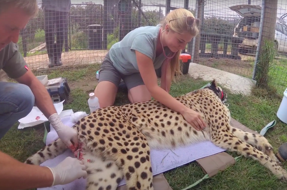 On #InternationalCheetahDay read the story of #RVC student Dr Catherine Hauw who studied lead exposure in #cheetahs. Check out pages 10 - 11 of Paws &amp; Hooves at rvcact.com/PawsAndHoovesA…