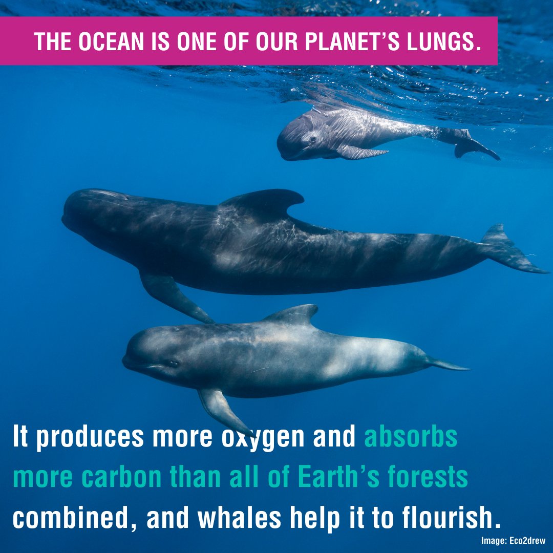 Whale and Dolphin Conservation (WDC) tweet media