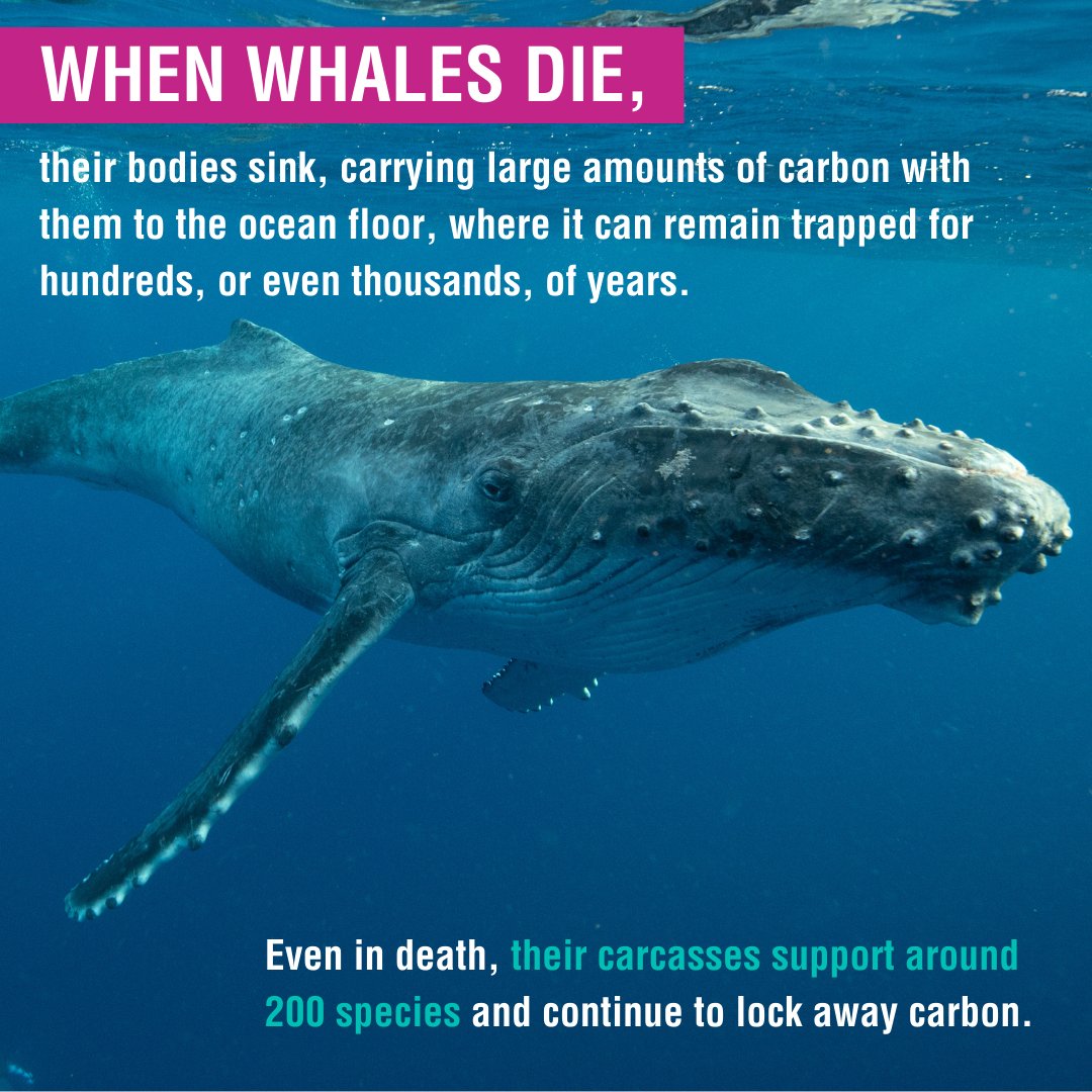 Whale and Dolphin Conservation (WDC) tweet media