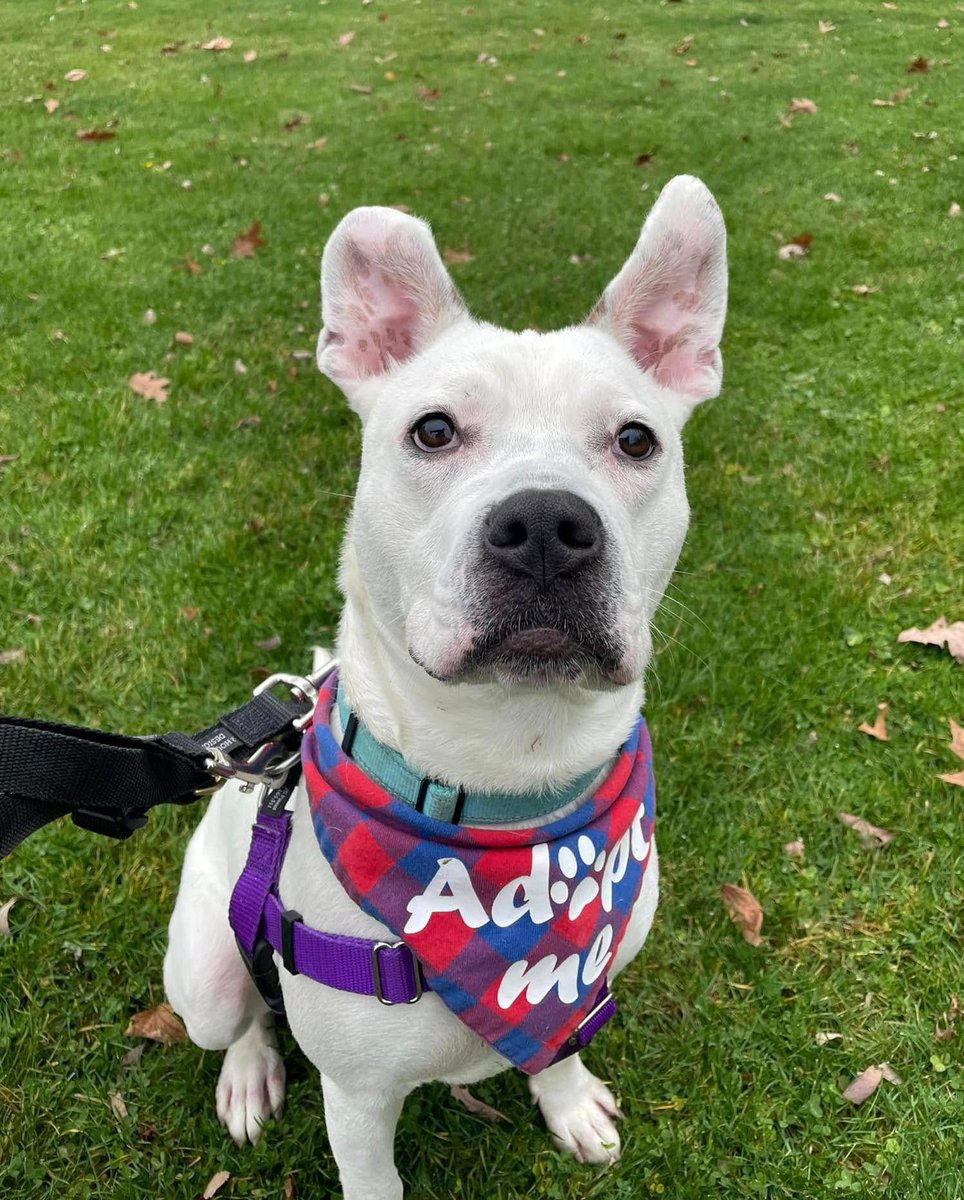 City Dogs Cleveland tweet media