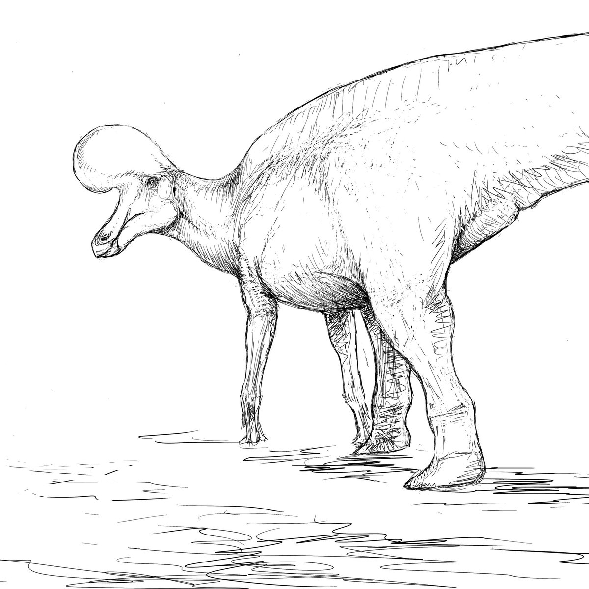 Lambeosaurus magnicristatus

文化祭のために構想するも没になったもの
すぐに完成させる予定はない