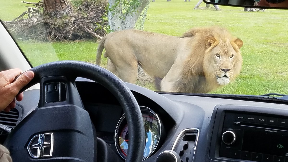VIP tours are WILD! They are also one of the special premium experiences we offer here at Lion Country Safari. Looking for an awesome &amp; unique gift this holiday season? We've got you covered. Check out our gift guide here: lioncountrysafari.com/holiday-gift-g…
#HolidayGifts 🎁 #uniquegifts