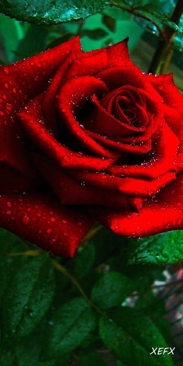 cito_ramon's tweet photo. @Galope2021 Buen día ☀️🌞 https://t.co/YKD8xJaAg6