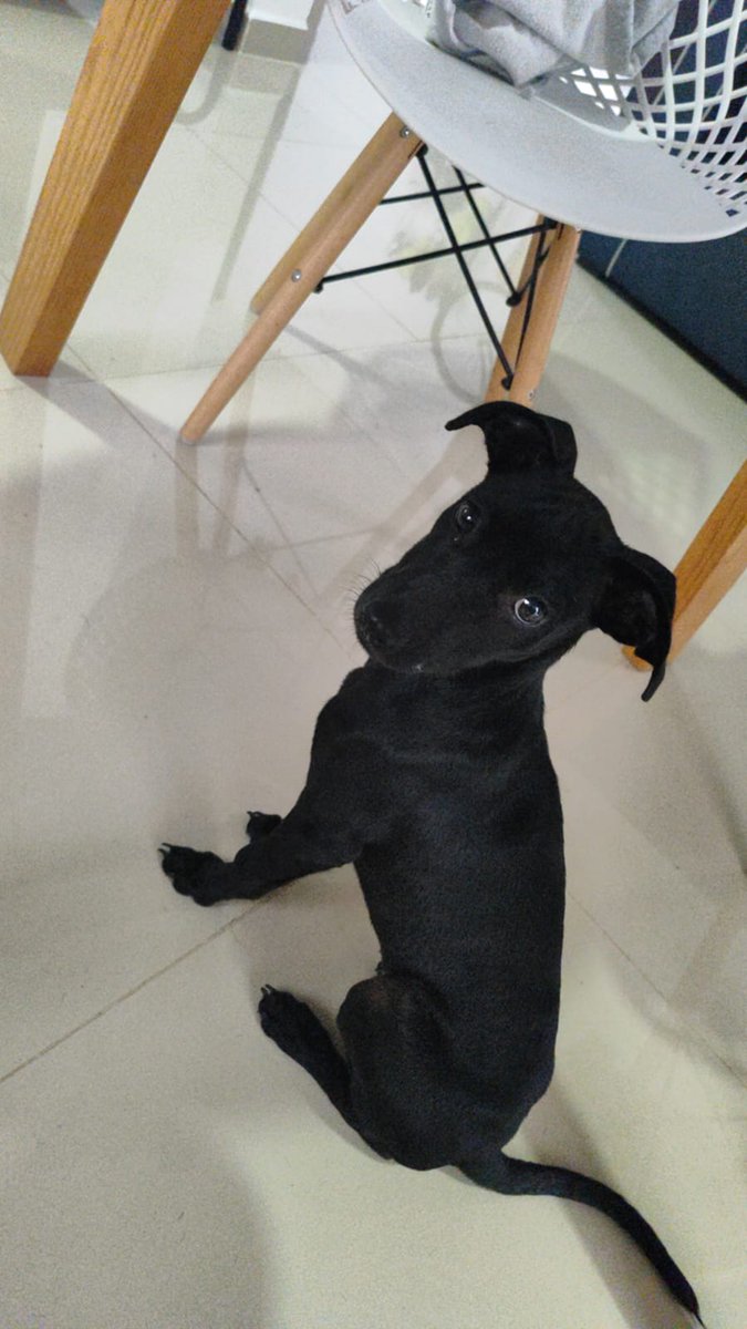 Laila es la perrita más amorosa que he conocido. Ha destruido partes del jardín, perrita al fin.