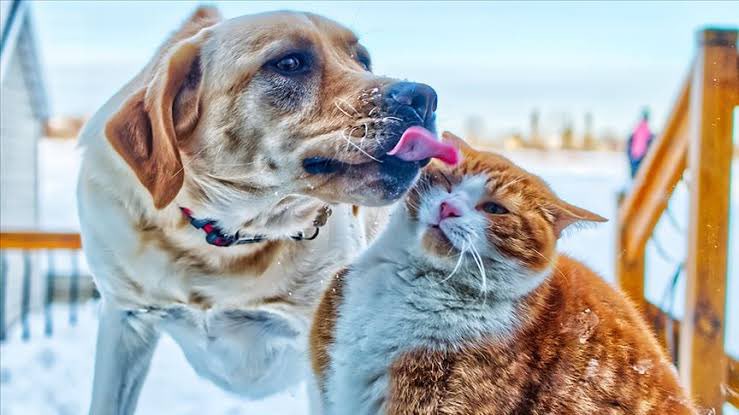 ZamHaberAjans's tweet photo. Bu soğuk günlerde sokaktaki dostlarımız için kapınızın önüne bir kap su ve mama koymayı unutmayalım 🐈🐶 🙏 https://t.co/A4NhtfSmL4