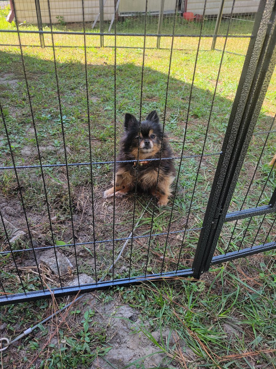 karma_issabech's tweet photo. I wasn't ready to lose you but ik keeping you on this earth would have been a selfish thing for your Mom to do. It's so different not seeing your sweet little face every morning. I hope everyone that sees this hugs their animals a little bit tighter today. RIP 💔 https://t.co/JZsqCdq2KJ