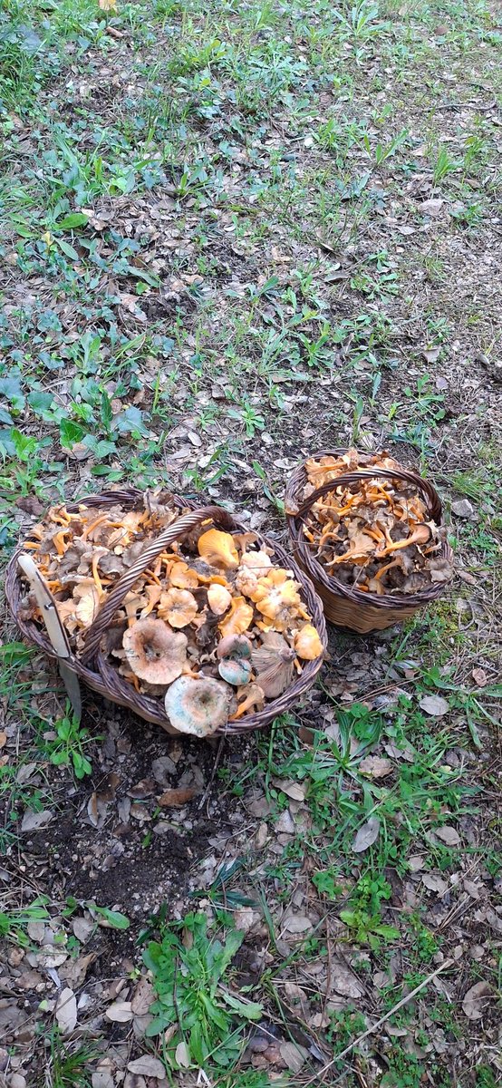 oscarlugar's tweet photo. Increible, a 4 desembre, festival de rossinyols, camagrocs i rovellons al #BaixEmpordà.  El canvi climàtic, retrassa i allarga la temporada de bolets? https://t.co/jF4l7Fx3cW