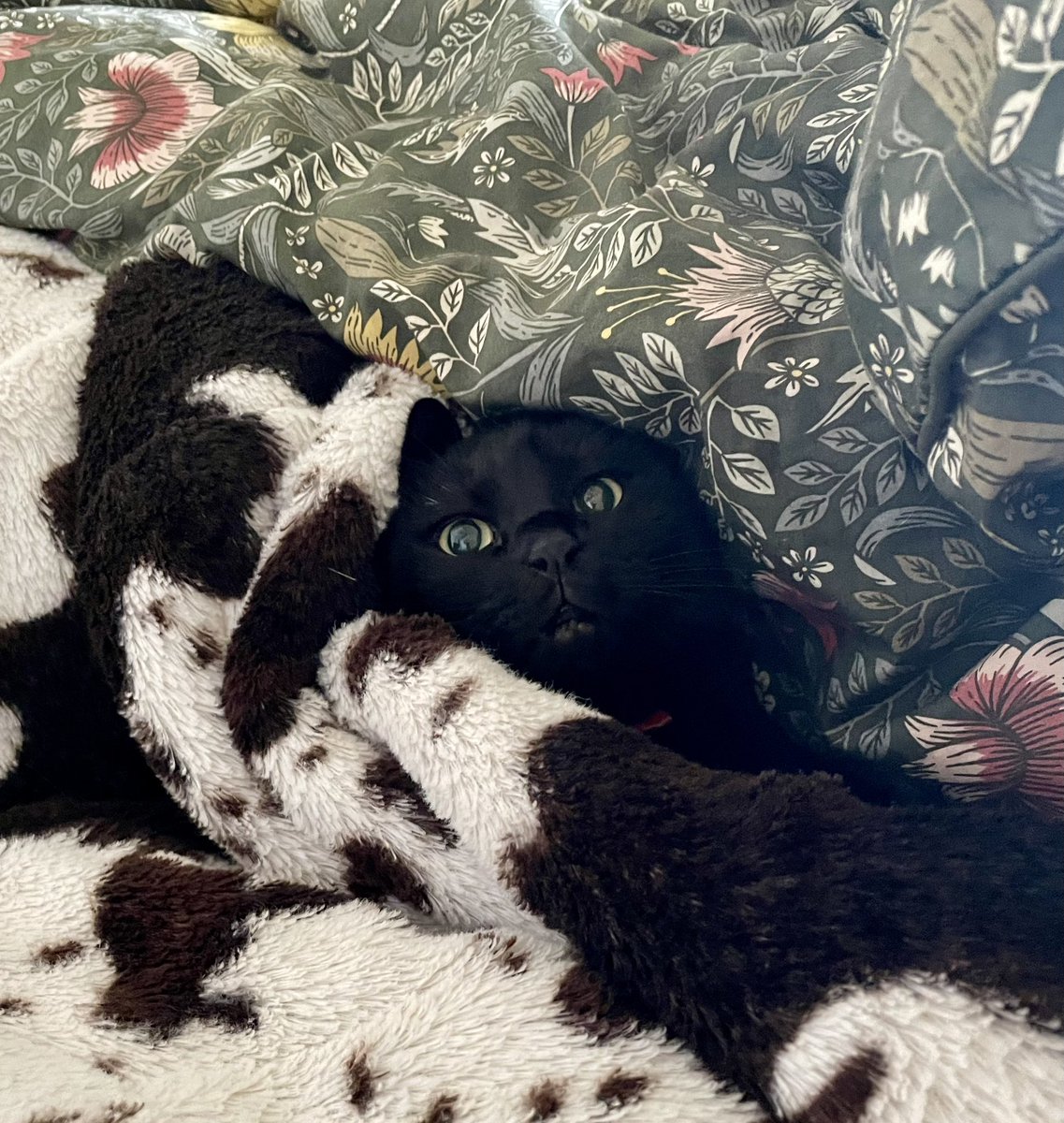 oponpontotonton's tweet photo. お布団の妖精🧚

#猫と楽しく暮らそう https://t.co/Swu1sWyN2E