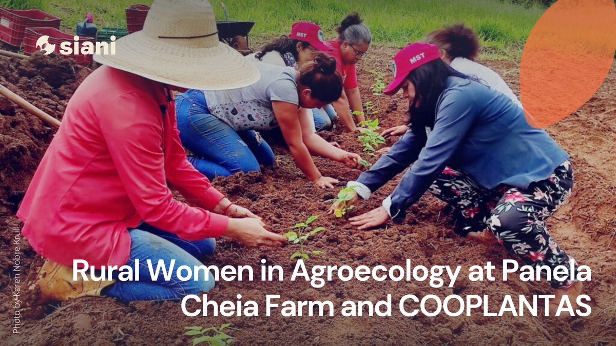 NEWS STORY ⎮

Join us on a journey to Panela Cheia Agroecological Farm in "Brazil!  This farm grows veggies, fruits, &amp; medicinal plants in an agroforestry system, showing how #agroecology empowers rural #women &amp; builds resilience.
#ASAPP

buff.ly/4imrwnA