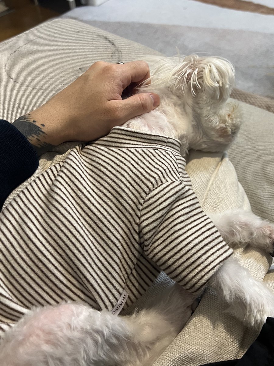 ｼｭﾝﾍﾟｲ tweet media