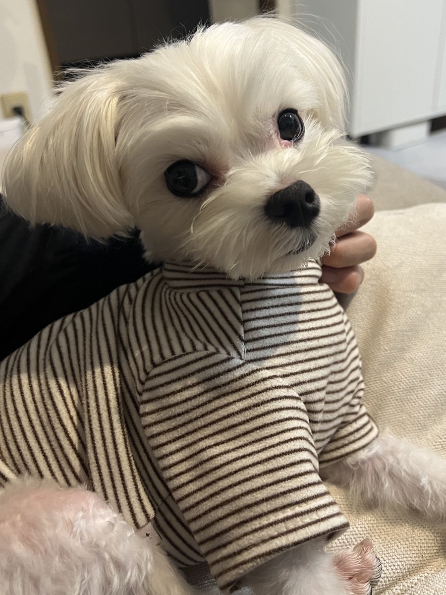 ｼｭﾝﾍﾟｲ tweet media