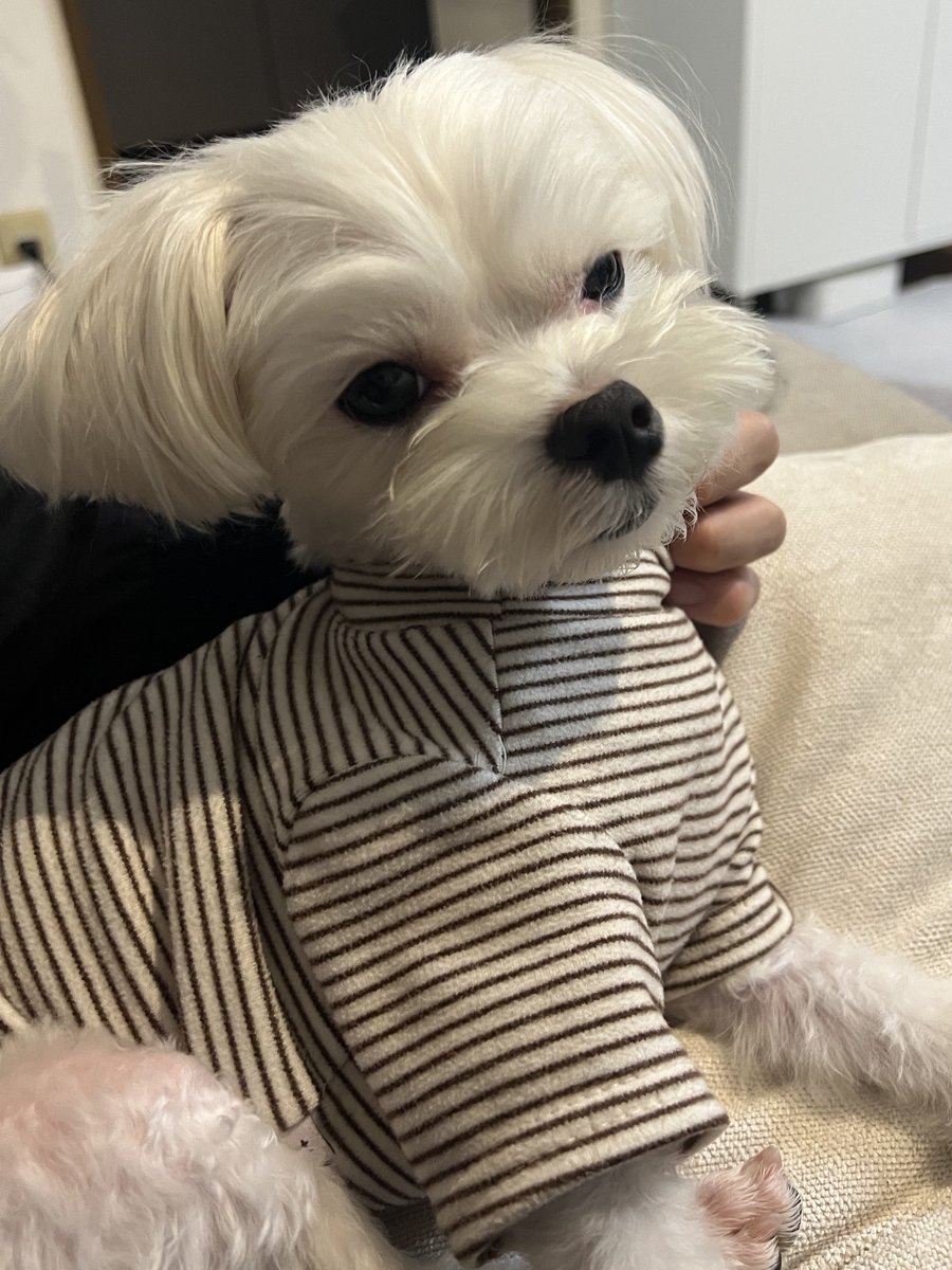 ｼｭﾝﾍﾟｲ tweet media