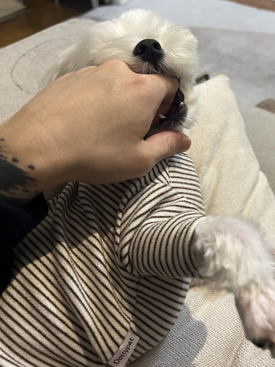 ｼｭﾝﾍﾟｲ tweet media