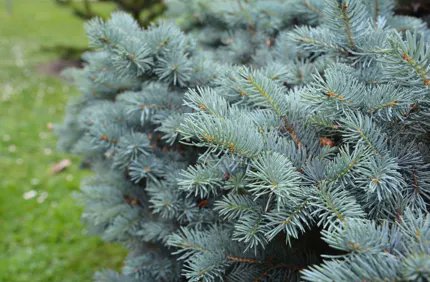 Doug Oster (@dougoster1) on Twitter photo Jay Judd of <a href="/DaveyTree/">Davey Tree Expert Co</a> discusses the plight of the blue spruce. Colorado is just one state which has the blue spruce as the state tree, which is in decline for many reasons.
Listen and subscribe here- …kingtreeswithdaveytree.buzzsprout.com Jay Judd of <a href="/DaveyTree/">Davey Tree Expert Co</a> discusses the plight of the blue spruce. Colorado is just one state which has the blue spruce as the state tree, which is in decline for many reasons.
Listen and subscribe here- …kingtreeswithdaveytree.buzzsprout.com