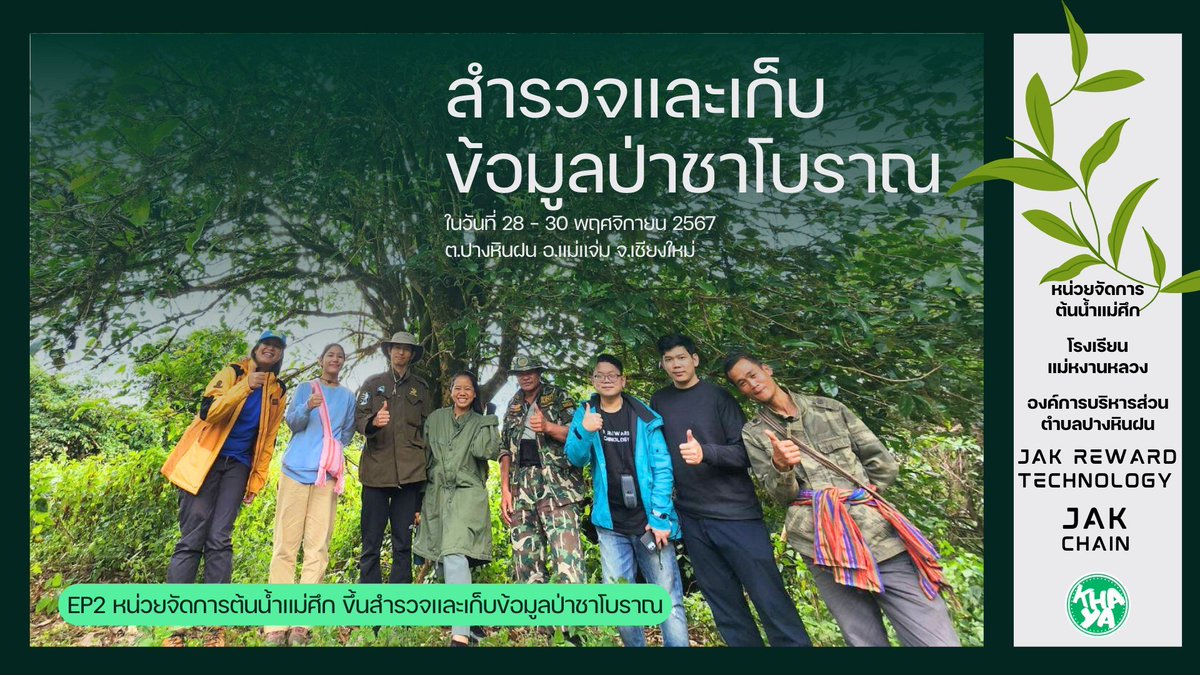 JakReward's tweet photo. 📷EP2 "หน่วยจัดการต้นน้ำแม่ศึก ขึ้นสำรวจและเก็บข้อมูลป่าชาโบราณ"
ต่อจากครั้งที่แล้วใน EP1 ณ เวลา 7.00 เช้าวันที่ 29 พฤศจิกายน 2567 ทีมงานเรารีบเตรียมตัวให้พร้อม โดยพี่ๆหน่วยจัดการต้นน้ำแม่ศึกก็เดินทางมารับที่โรงเรียนแม่หงานหลวง เพื่อพาพวกเราขึ้นสำรวจป่าชาโบราณบริเวณหน่วยจัดการต้นน้ำแม่ศึก ต.ปางหินฝน อ.แม่แจ่ม จ.เชียงใหม่ ที่มีความสูงจากระดับน้ำทะเล 1,600 - 1,700 เมตร ก่อนออกเดินทางคุณครูนวลได้นำสเบียงประกอบไปด้วย ข้าวเหนียว ไก่ทอด และน้ำพริกห่อวอที่แสนอร่อย ติดไปให้พวกเราทีมงานได้ทานกันระหว่างทางอีกด้วย
.
เมื่อออกเดินทางเส้นทางชันและเป็นหลุมบ่อ ถ้าเราเอารถมาเองน่าจะไปไม่เป็นกันเลยทีเดียว รถที่พาเราเดินทางเป็นรถขับเคลื่อนสี่ล้อยกสูงของหน่วยจัดการต้นน้ำแม่ศึก ที่พี่ๆเค้ามีความชำนาญเส้นทาง อากาศสองข้างทางเย็นสบายเสียงธรรมชาติ ที่แทบจะหาไม่ได้เลยในกรุงเทพ ทำให้พวกเราทีมงานได้ดูและสำรวจระหว่างทางไปตลอดเส้นทางการเดินทาง
.
เมื่อถึงที่หน่วยจัดการต้นน้ำแม่ศึก พวกเราได้พบและพูดคุยกับพี่สราวุธ ปัสสาคร หัวหน้าหน่วยจัดการต้นน้ำแม่ศึก ที่ให้การต้อนรับและดูแลพวกเราทีมงานเป็นอย่างดี แล้วพวกเราทีมงานก็เริ่มออกเดินทางกับพี่ๆทีมหน่วยจัดการต้นน้ำ เพื่อออกสำรวจและยิงพิกัด จัดเก็บข้อมูลกันรายต้น วัดขนาดต้นชาในพื้นที่ป่าชาโบราณ ในพื้นที่กลุ่มที่ 1 ชาที่พบขึ้นตามแนวสันเขา ของหน่วยจัดการต้นน้ำแม่ศึก จนถึงยอดดอยซอแฆะโจ๊ะ และพื้นที่กลุ่มที่ 2 พบบริเวณสันเขาอยู่ในท้องที่ หย่อมบ้านแม่นิงใน พวกเราทีมตื่นตา ตื่นใจกับต้นชาที่มีขนาดใหญ่ จากที่พวกเราคนเมืองจะรู้จักกันแต่ชาต้นเล็กที่เห็นในทีวี หรือไร่ชาทั่วๆไป มาในครั้งนี้ได้เจอต้นชาที่มีความสำคัญต่อการอนุรักษาสายพันธุ์ชาโบราณของโลก เป็นแหล่งพันธุกรรมชาโบราณที่มีขนาดใหญ่ที่สุดที่เคยมีรายงานพบในประเทศไทย พวกเรารู้สึกดีใจและเป็นเกียรติที่ได้ร่วมลงพื้นที่สำรวจและเก็บข้อมูลป่าชาโบราณเพื่อจัดทำเป็นฐานข้อมูลเพื่อการอนุรักษ์ลงบนบล็อกเชน JAK Chain เพื่อใช้ในการศึกษา วิจัย ป่าชาโบราณ เพื่อการอนุรักษ์อย่างยั่งยืนต่อไปในอนาคต
.
ขอขอบคุณ คุณเป้ Patyada Theerapradsakul น.ส.พัทธ์ญาดา ธีรปราชญ์สกุล นักวิชาการอิสระผู้เชี่ยวชาญด้านชา มิตรสหายของเราที่ทำให้เราได้มาร่วมเป็นส่วนหนึ่งของโครงการดีๆในครั้งนี้และยังชงชาอร่อยๆ ให้พวกเราได้ชิมถึงที่อีกด้วย , องค์การบริหารส่วนตำบลปางหินฝน ต.ปางหินฝน อ.แม่แจ่ม เชียงใหม่ , โรงเรียนแม่หงานหลวง ต.ปางหินฝน อ.แม่แจ่ม เชียงใหม่ , หน่วยจัดการต้นน้ำแม่ศึก ต.ปางหินฝน อ.แม่แจ่ม จ.เชียงใหม่ และทุกหน่วยงานที่ดูแลทีมงาน Jak reward technology ในครั้งนี้ครับ
.
เมื่อวันที่ 28 - 30 พฤศจิกายน 2567
ณ พื้นที่หน่วยจัดการต้นน้ำแม่ศึก ต.ปางหินฝน อ.แม่แจ่ม จ.เชียงใหม่
.
#jakrewardtechnology #Jakreward #KHAYA #JAKCHAIN #JIBCHAIN #THAICHAIN #Khayacoin #JakSocialFund #SocialFund