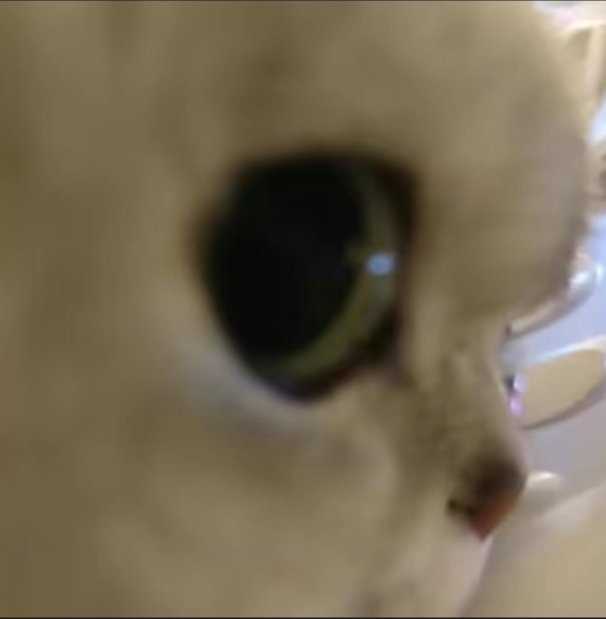 Timmy_caitvi's tweet photo. cat vi
#Caitvi #Vi https://t.co/PULadpESWr