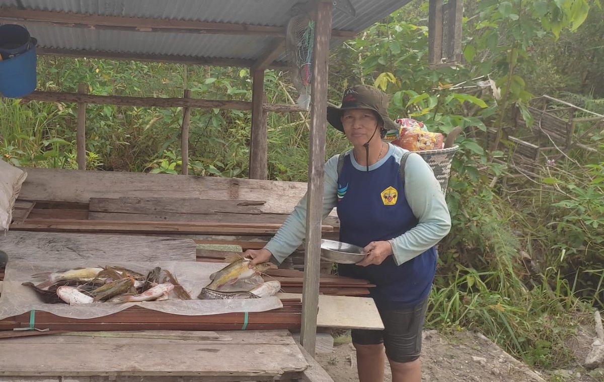 Winaecha1's tweet photo. Rabu(4/12/24), Winara Yani Luhkan Kab. Kapuas bersama Ibu Muli Ds. Timpah, Kec.Timpah melaporkan hasil tangkapan ikan Tapah 2.2 kg hrg jual 50 rb /kg, ikan baung 0.8 kg hrg jual 40 rb/kg dg alat tangkap perangkap/kalang
#GiatLuhkanSatminkalGONDOL  #Kapuas #Tangkap https://t.co/Imx05gmGte