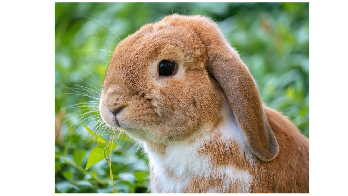 Clinic for Zoo Animals, Exotic Pets and Wildlife tweet media