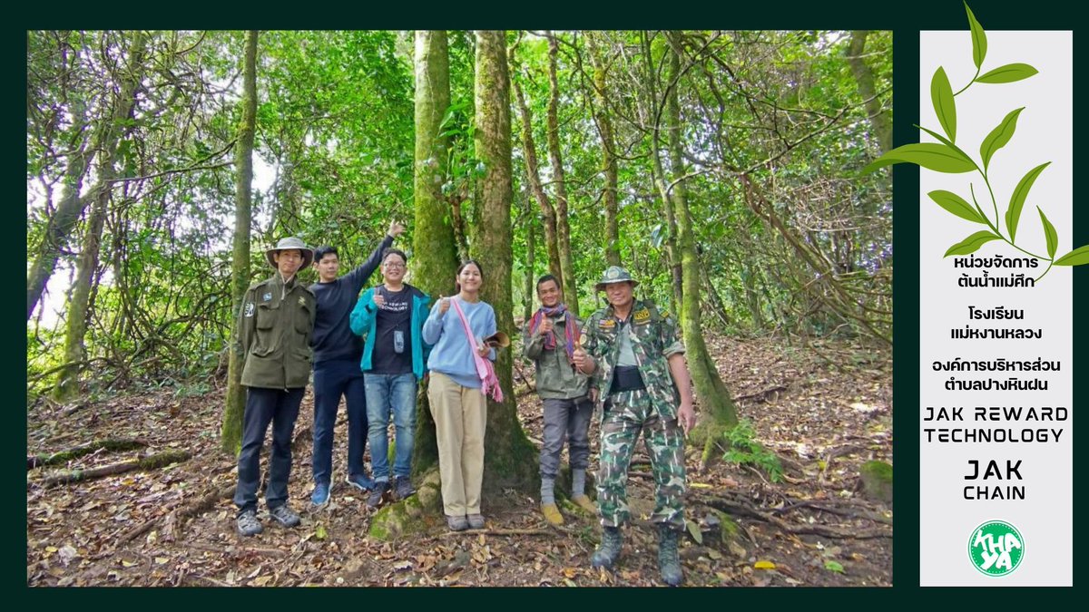 JakReward's tweet photo. 📷EP2 "หน่วยจัดการต้นน้ำแม่ศึก ขึ้นสำรวจและเก็บข้อมูลป่าชาโบราณ"
ต่อจากครั้งที่แล้วใน EP1 ณ เวลา 7.00 เช้าวันที่ 29 พฤศจิกายน 2567 ทีมงานเรารีบเตรียมตัวให้พร้อม โดยพี่ๆหน่วยจัดการต้นน้ำแม่ศึกก็เดินทางมารับที่โรงเรียนแม่หงานหลวง เพื่อพาพวกเราขึ้นสำรวจป่าชาโบราณบริเวณหน่วยจัดการต้นน้ำแม่ศึก ต.ปางหินฝน อ.แม่แจ่ม จ.เชียงใหม่ ที่มีความสูงจากระดับน้ำทะเล 1,600 - 1,700 เมตร ก่อนออกเดินทางคุณครูนวลได้นำสเบียงประกอบไปด้วย ข้าวเหนียว ไก่ทอด และน้ำพริกห่อวอที่แสนอร่อย ติดไปให้พวกเราทีมงานได้ทานกันระหว่างทางอีกด้วย
.
เมื่อออกเดินทางเส้นทางชันและเป็นหลุมบ่อ ถ้าเราเอารถมาเองน่าจะไปไม่เป็นกันเลยทีเดียว รถที่พาเราเดินทางเป็นรถขับเคลื่อนสี่ล้อยกสูงของหน่วยจัดการต้นน้ำแม่ศึก ที่พี่ๆเค้ามีความชำนาญเส้นทาง อากาศสองข้างทางเย็นสบายเสียงธรรมชาติ ที่แทบจะหาไม่ได้เลยในกรุงเทพ ทำให้พวกเราทีมงานได้ดูและสำรวจระหว่างทางไปตลอดเส้นทางการเดินทาง
.
เมื่อถึงที่หน่วยจัดการต้นน้ำแม่ศึก พวกเราได้พบและพูดคุยกับพี่สราวุธ ปัสสาคร หัวหน้าหน่วยจัดการต้นน้ำแม่ศึก ที่ให้การต้อนรับและดูแลพวกเราทีมงานเป็นอย่างดี แล้วพวกเราทีมงานก็เริ่มออกเดินทางกับพี่ๆทีมหน่วยจัดการต้นน้ำ เพื่อออกสำรวจและยิงพิกัด จัดเก็บข้อมูลกันรายต้น วัดขนาดต้นชาในพื้นที่ป่าชาโบราณ ในพื้นที่กลุ่มที่ 1 ชาที่พบขึ้นตามแนวสันเขา ของหน่วยจัดการต้นน้ำแม่ศึก จนถึงยอดดอยซอแฆะโจ๊ะ และพื้นที่กลุ่มที่ 2 พบบริเวณสันเขาอยู่ในท้องที่ หย่อมบ้านแม่นิงใน พวกเราทีมตื่นตา ตื่นใจกับต้นชาที่มีขนาดใหญ่ จากที่พวกเราคนเมืองจะรู้จักกันแต่ชาต้นเล็กที่เห็นในทีวี หรือไร่ชาทั่วๆไป มาในครั้งนี้ได้เจอต้นชาที่มีความสำคัญต่อการอนุรักษาสายพันธุ์ชาโบราณของโลก เป็นแหล่งพันธุกรรมชาโบราณที่มีขนาดใหญ่ที่สุดที่เคยมีรายงานพบในประเทศไทย พวกเรารู้สึกดีใจและเป็นเกียรติที่ได้ร่วมลงพื้นที่สำรวจและเก็บข้อมูลป่าชาโบราณเพื่อจัดทำเป็นฐานข้อมูลเพื่อการอนุรักษ์ลงบนบล็อกเชน JAK Chain เพื่อใช้ในการศึกษา วิจัย ป่าชาโบราณ เพื่อการอนุรักษ์อย่างยั่งยืนต่อไปในอนาคต
.
ขอขอบคุณ คุณเป้ Patyada Theerapradsakul น.ส.พัทธ์ญาดา ธีรปราชญ์สกุล นักวิชาการอิสระผู้เชี่ยวชาญด้านชา มิตรสหายของเราที่ทำให้เราได้มาร่วมเป็นส่วนหนึ่งของโครงการดีๆในครั้งนี้และยังชงชาอร่อยๆ ให้พวกเราได้ชิมถึงที่อีกด้วย , องค์การบริหารส่วนตำบลปางหินฝน ต.ปางหินฝน อ.แม่แจ่ม เชียงใหม่ , โรงเรียนแม่หงานหลวง ต.ปางหินฝน อ.แม่แจ่ม เชียงใหม่ , หน่วยจัดการต้นน้ำแม่ศึก ต.ปางหินฝน อ.แม่แจ่ม จ.เชียงใหม่ และทุกหน่วยงานที่ดูแลทีมงาน Jak reward technology ในครั้งนี้ครับ
.
เมื่อวันที่ 28 - 30 พฤศจิกายน 2567
ณ พื้นที่หน่วยจัดการต้นน้ำแม่ศึก ต.ปางหินฝน อ.แม่แจ่ม จ.เชียงใหม่
.
#jakrewardtechnology #Jakreward #KHAYA #JAKCHAIN #JIBCHAIN #THAICHAIN #Khayacoin #JakSocialFund #SocialFund