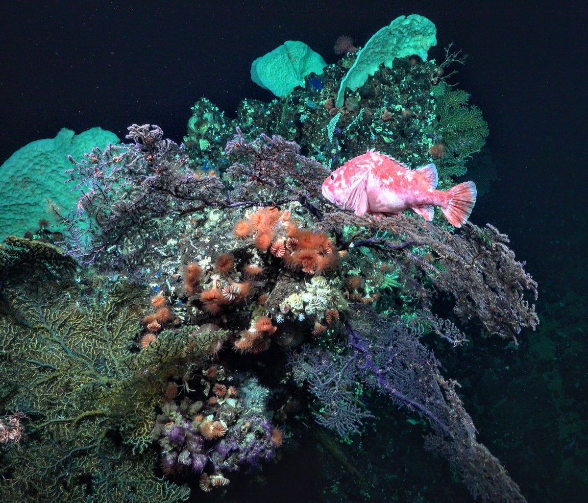 Hi ocean lovers! 🌊 I want to share a glimpse of the vibrant diversity in the Galapagos we are studying🪸. 
I will become more active on LinkedIn and would love to connect with you over there too 🙌:) linkedin.com/in/ana-belen-y…
©Schmidt Ocean Institute/Galapagos National Park/CDF