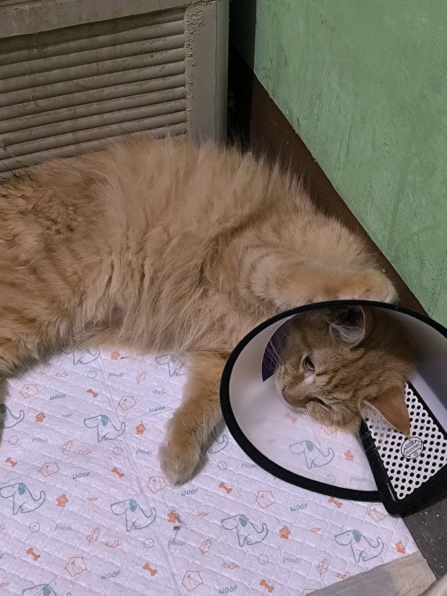 cottooonnn's tweet photo. please pray for my baby ☹️ https://t.co/hPbZjBFF4K