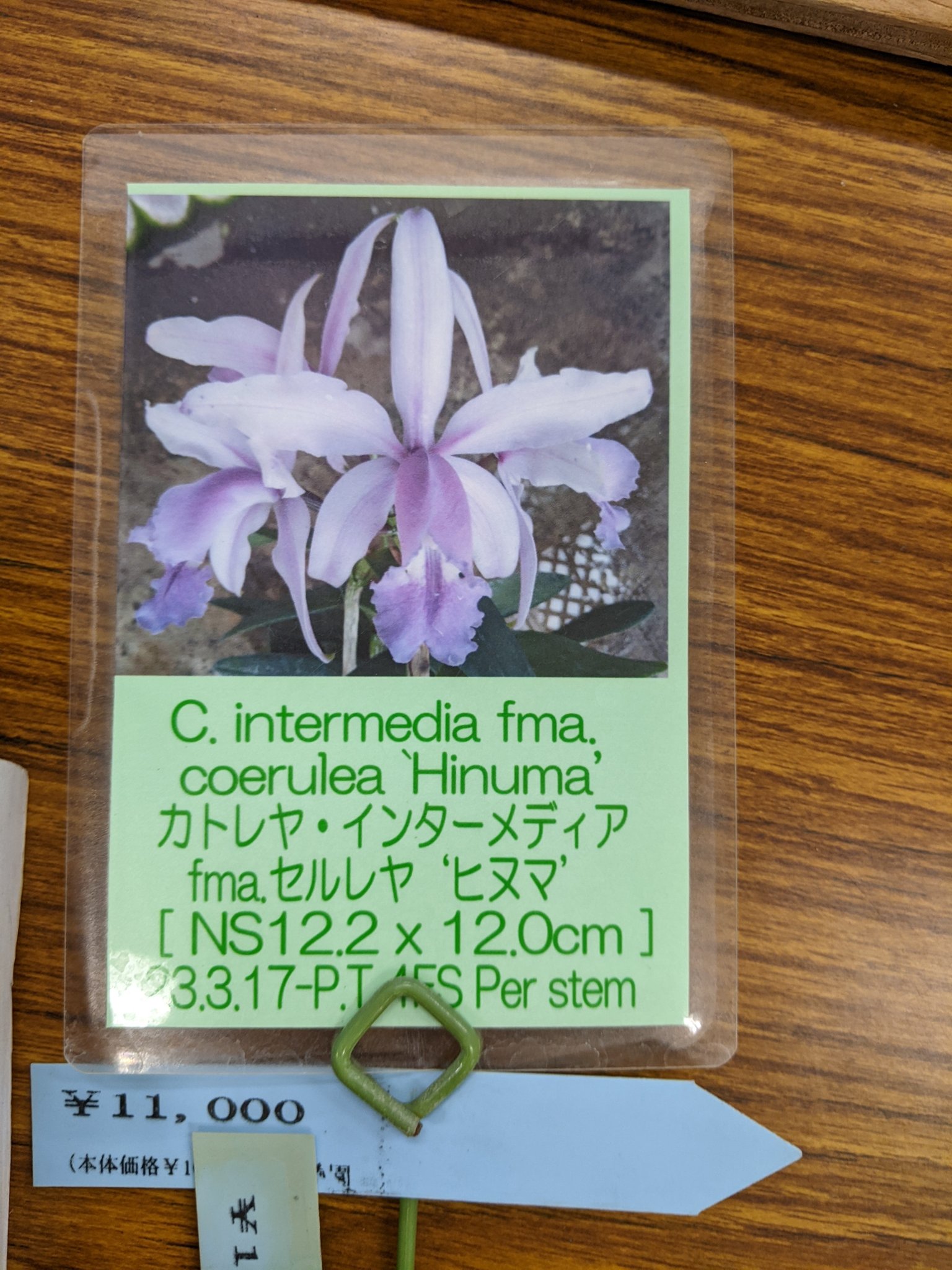 結花 ドクターマーチン 8ホール ブーツ 1460 レディース 花柄