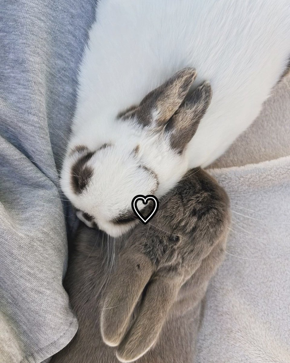 Bunnies (@bunnies) on Twitter photo 