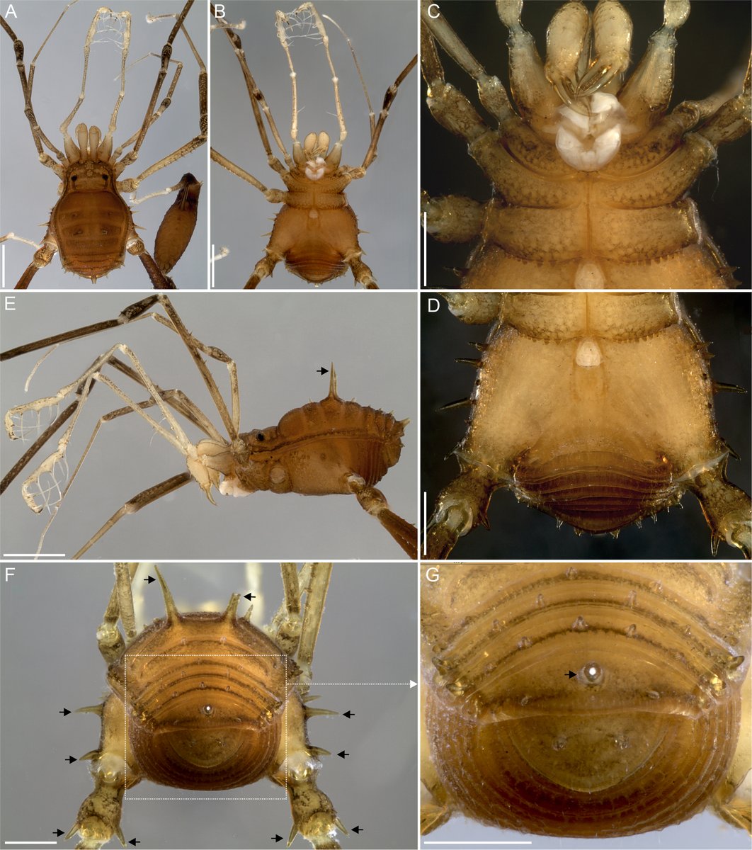 Abel Pérez González tweet media